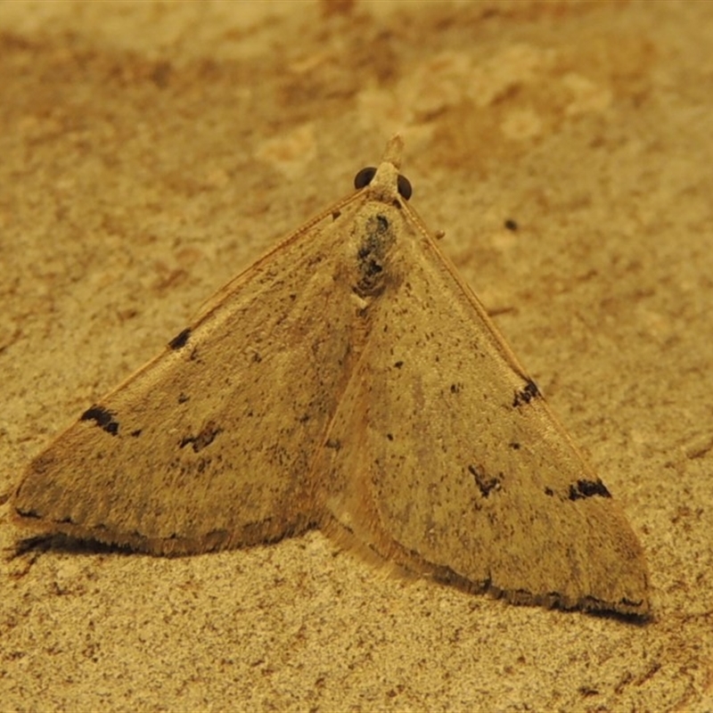 Dichromodes estigmaria