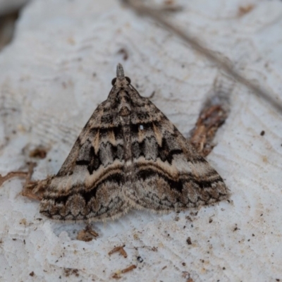 Dichromodes longidens