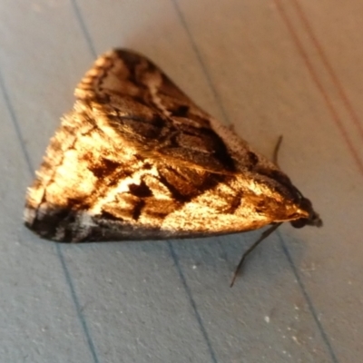 Dichromodes stilbiata