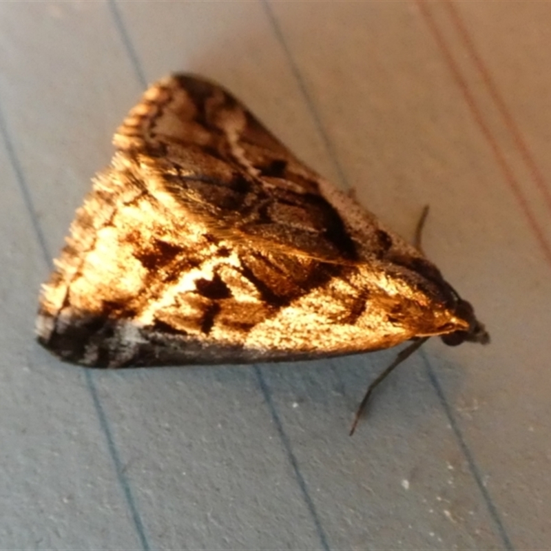 Dichromodes stilbiata