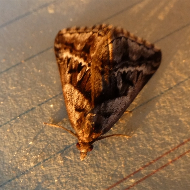 Dichromodes stilbiata