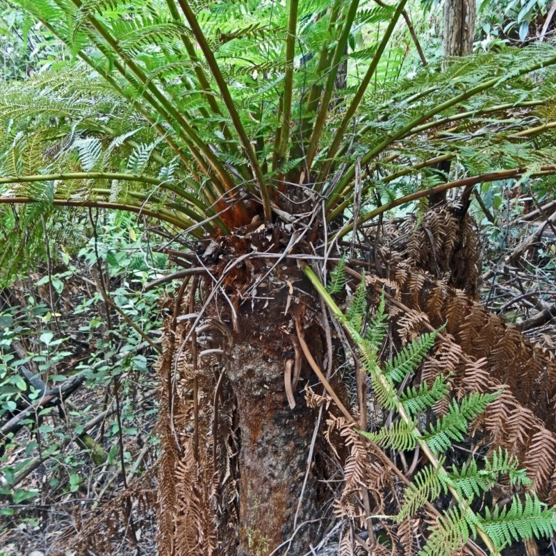 Dicksonia antarctica