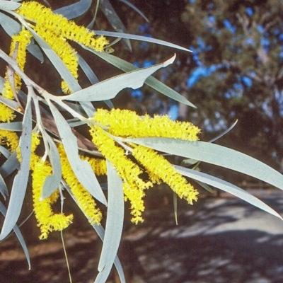 Acacia binervia