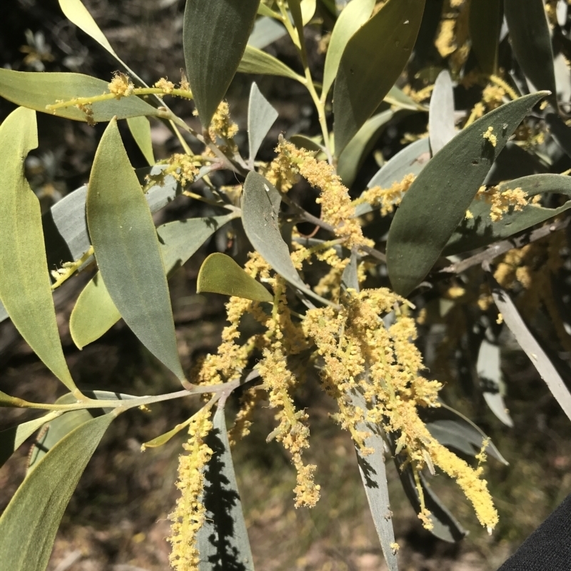 Acacia binervia