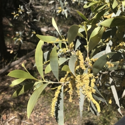 Acacia binervia