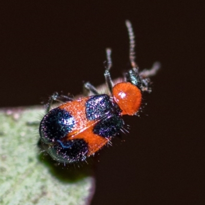 5mm long - black head, orange thorax, black-orange-black elytra