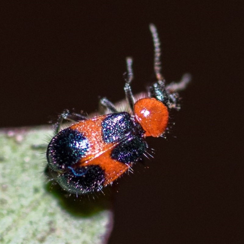 5mm long - black head, orange thorax, black-orange-black elytra