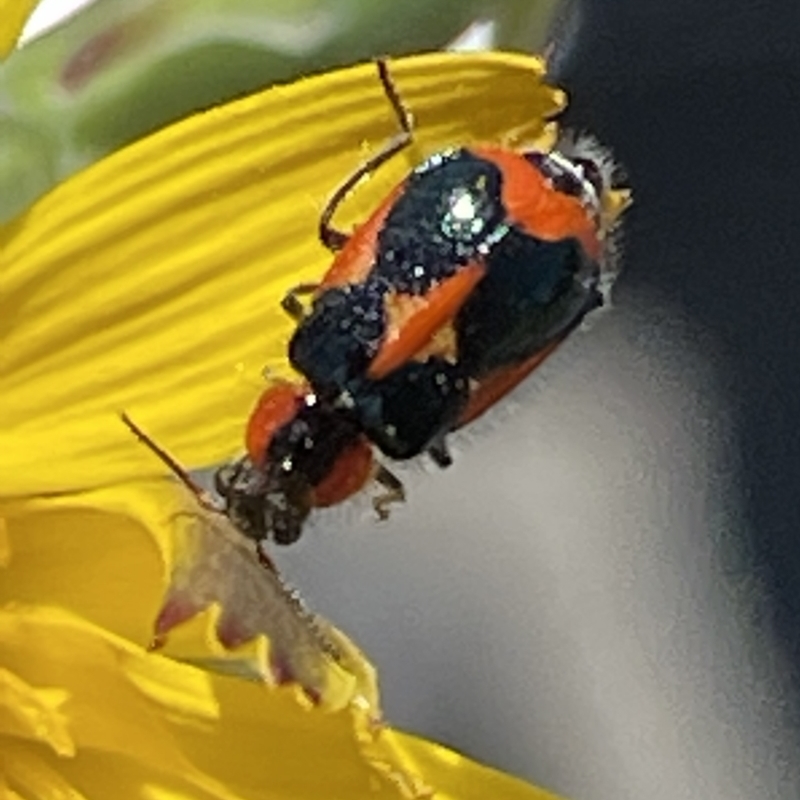 Dicranolaius sp. (genus)