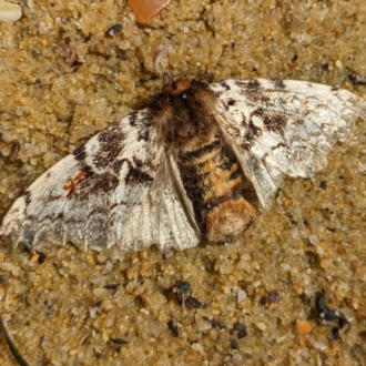 Nadgee area, on Lomandra (larval food plant)