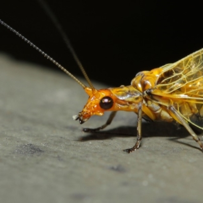 Dictyochrysa fulva