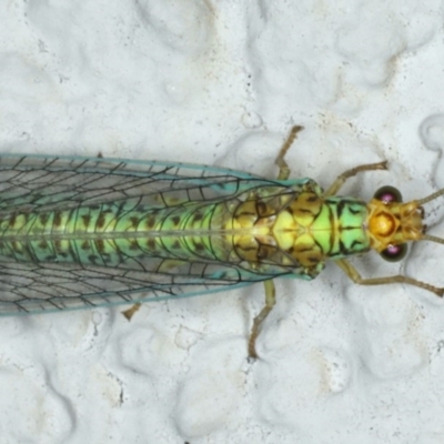 Dictyochrysa peterseni