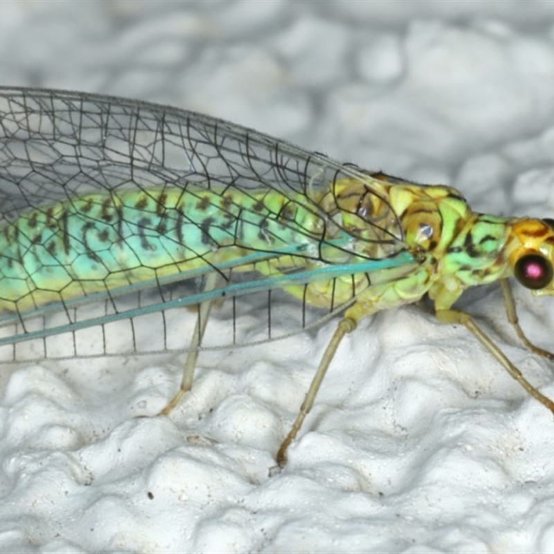 Dictyochrysa peterseni