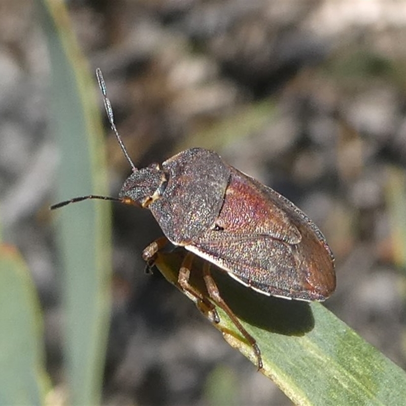 Dictyotus caenosus