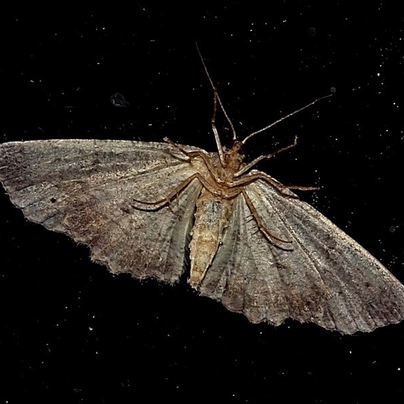 Didymoctenia exsuperata