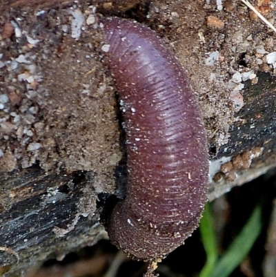 Didymogaster sylvaticus