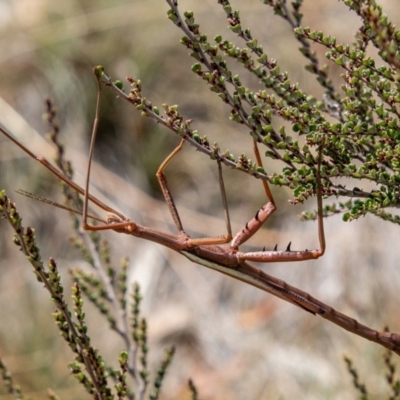 Didymuria violescens