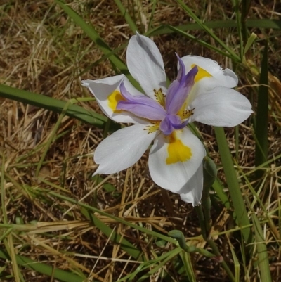 Dietes grandiflora