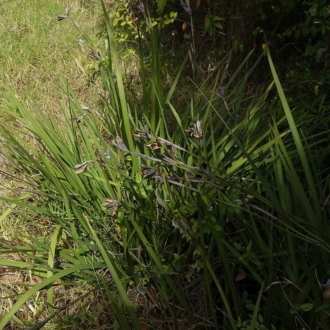 Strappy foliage with a pointed tip