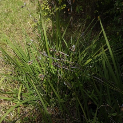 Strappy foliage with a pointed tip