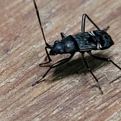 Dieuches sp. (genus)