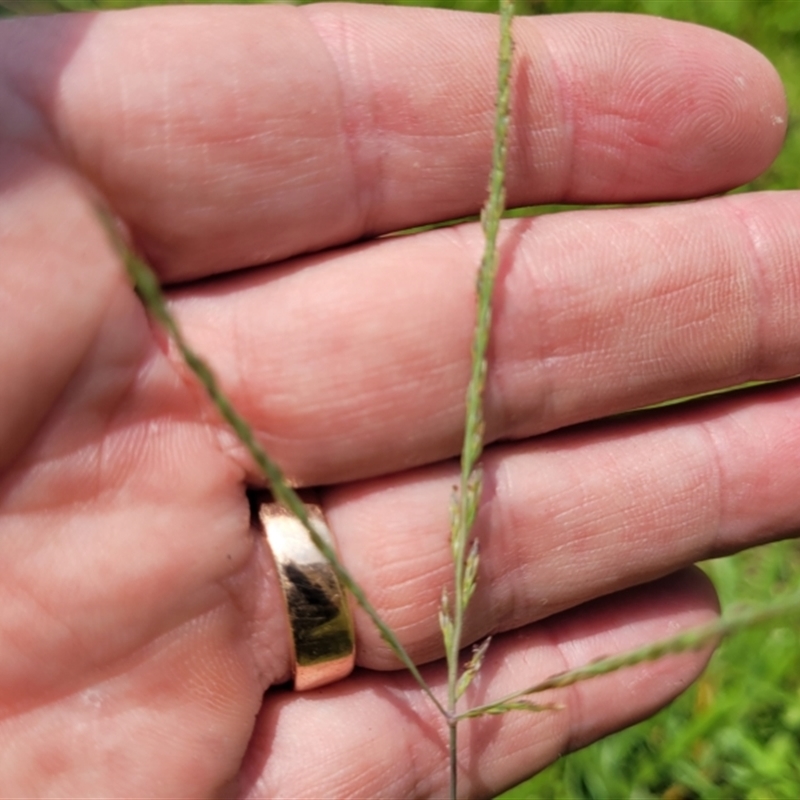 Digitaria didactyla