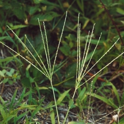 Digitaria sanguinalis