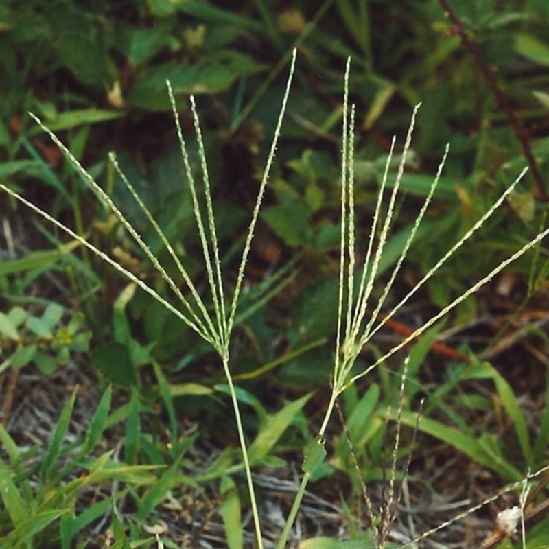 Digitaria sanguinalis