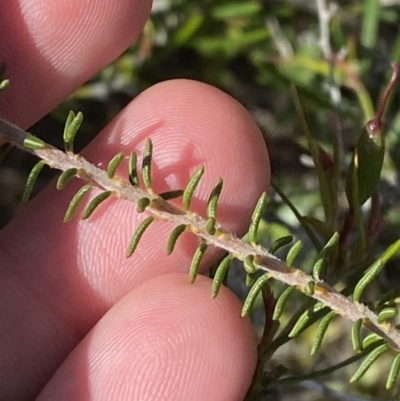 Dillwynia brunioides