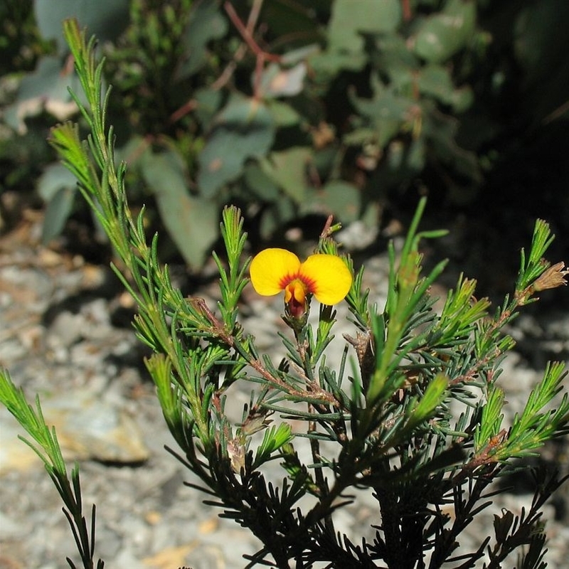 Dillwynia glaucula