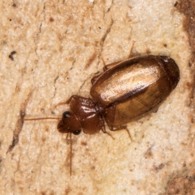 Agonocheila sp. (genus)