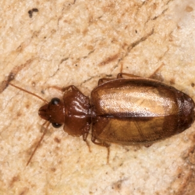 Agonocheila sp. (genus)