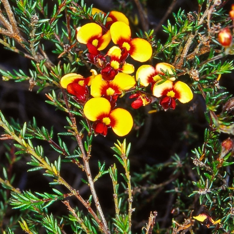 Dillwynia phylicoides