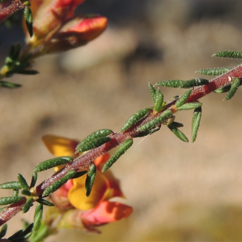 Dillwynia phylicoides