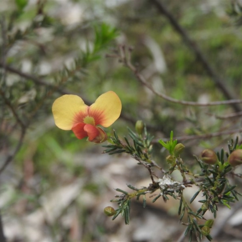 Dillwynia sp.