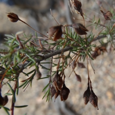 Dillwynia sp. Trichopoda (J.H.Maiden & J.L.Boorman s.n. 40290) NSW Herbarium