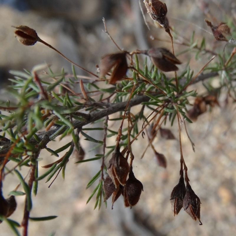 Dillwynia sp. Trichopoda (J.H.Maiden & J.L.Boorman s.n. 40290) NSW Herbarium