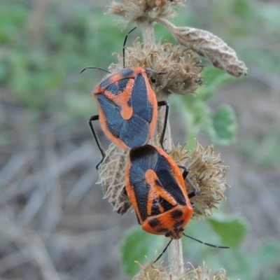 Agonoscelis rutila