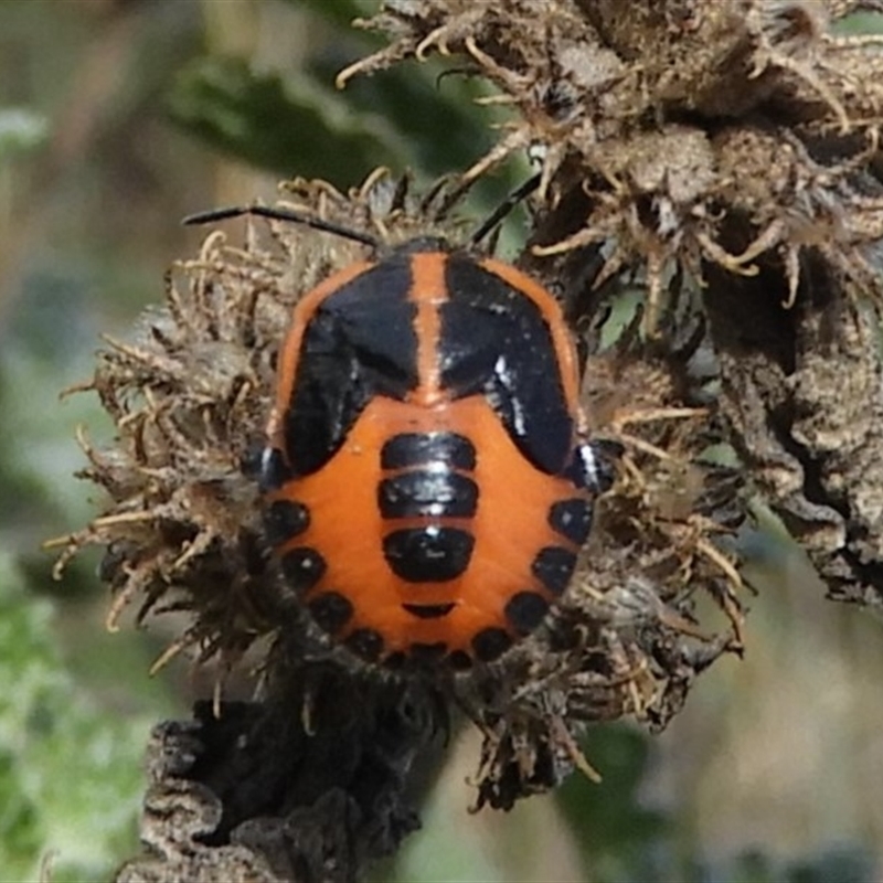 Agonoscelis rutila