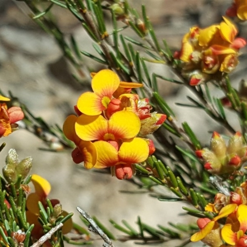 Dillwynia sp. Yetholme (P.C.Jobson 5080) NSW Herbarium