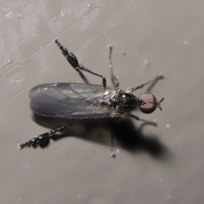 Dilophus sp. (genus)