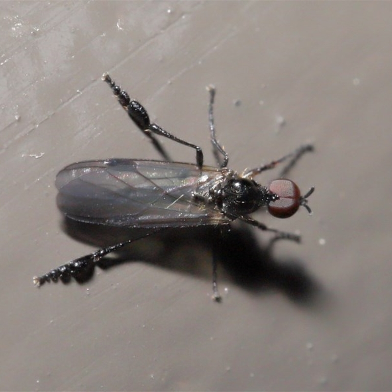 Dilophus sp. (genus)