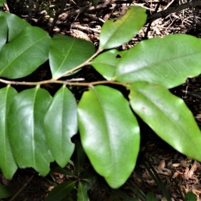 Diospyros pentamera