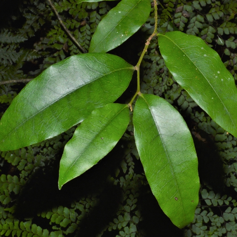 Diospyros pentamera