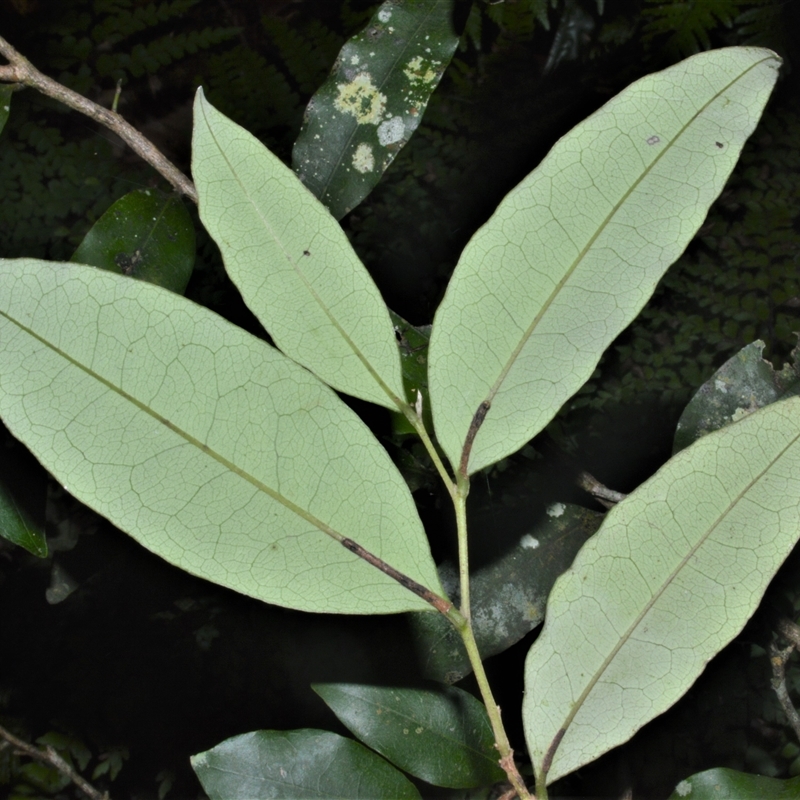 Diospyros pentamera