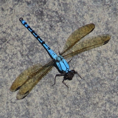 Male