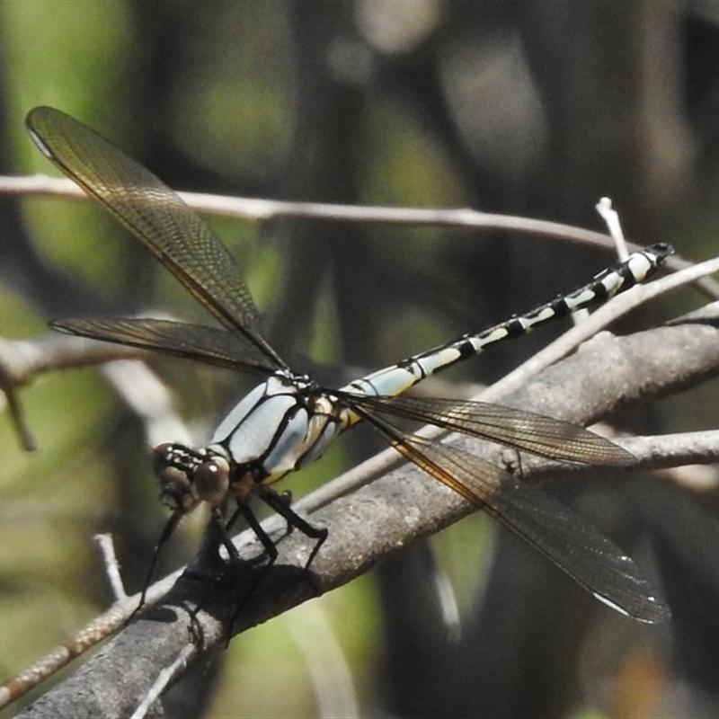 Diphlebia nymphoides