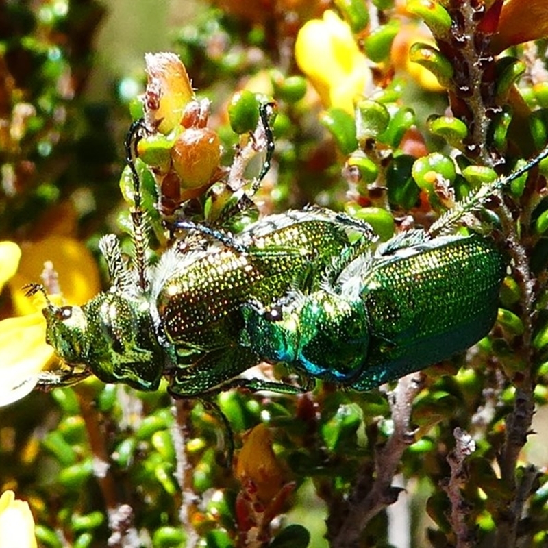 Diphucephala elegans