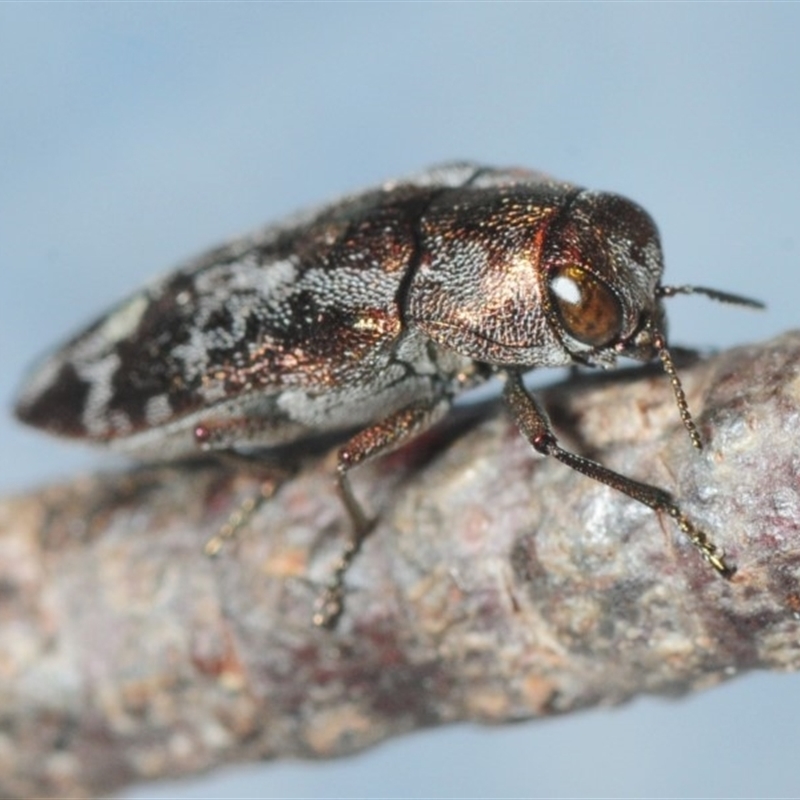 Diphucrania acuducta