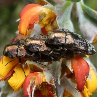 Diphucrania acuducta