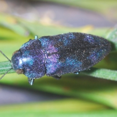 Diphucrania aurocyanea